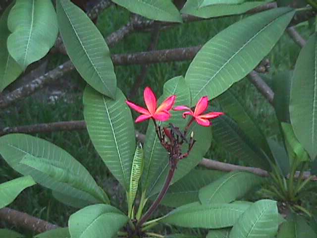 Frangipan Flowers